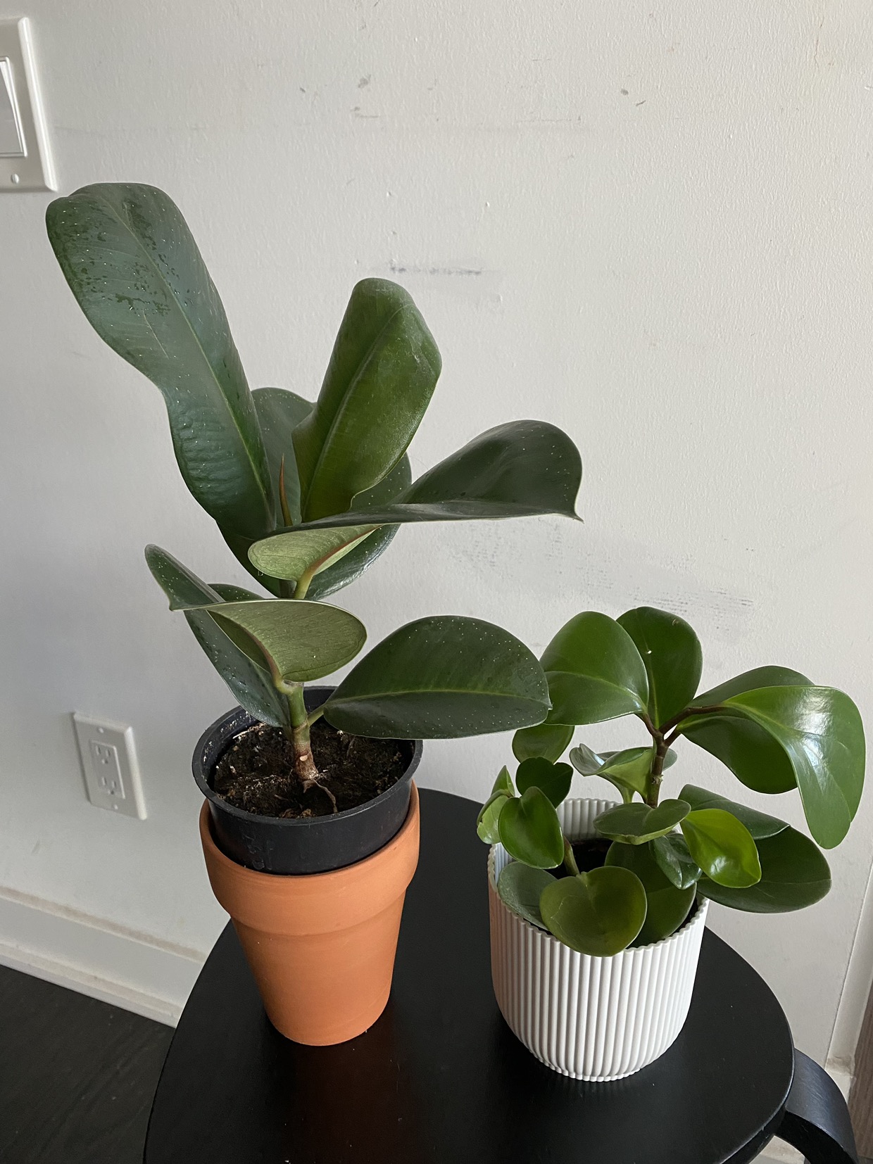 Plants Moving sale 🥕