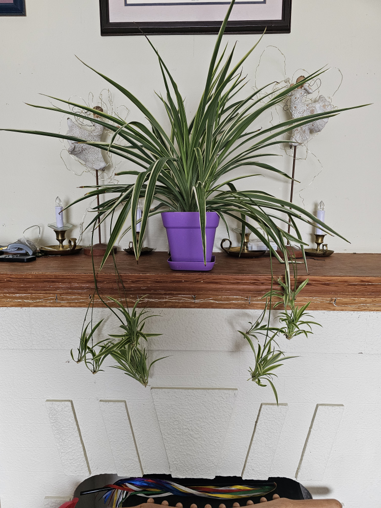 Spider Plant thumbnail