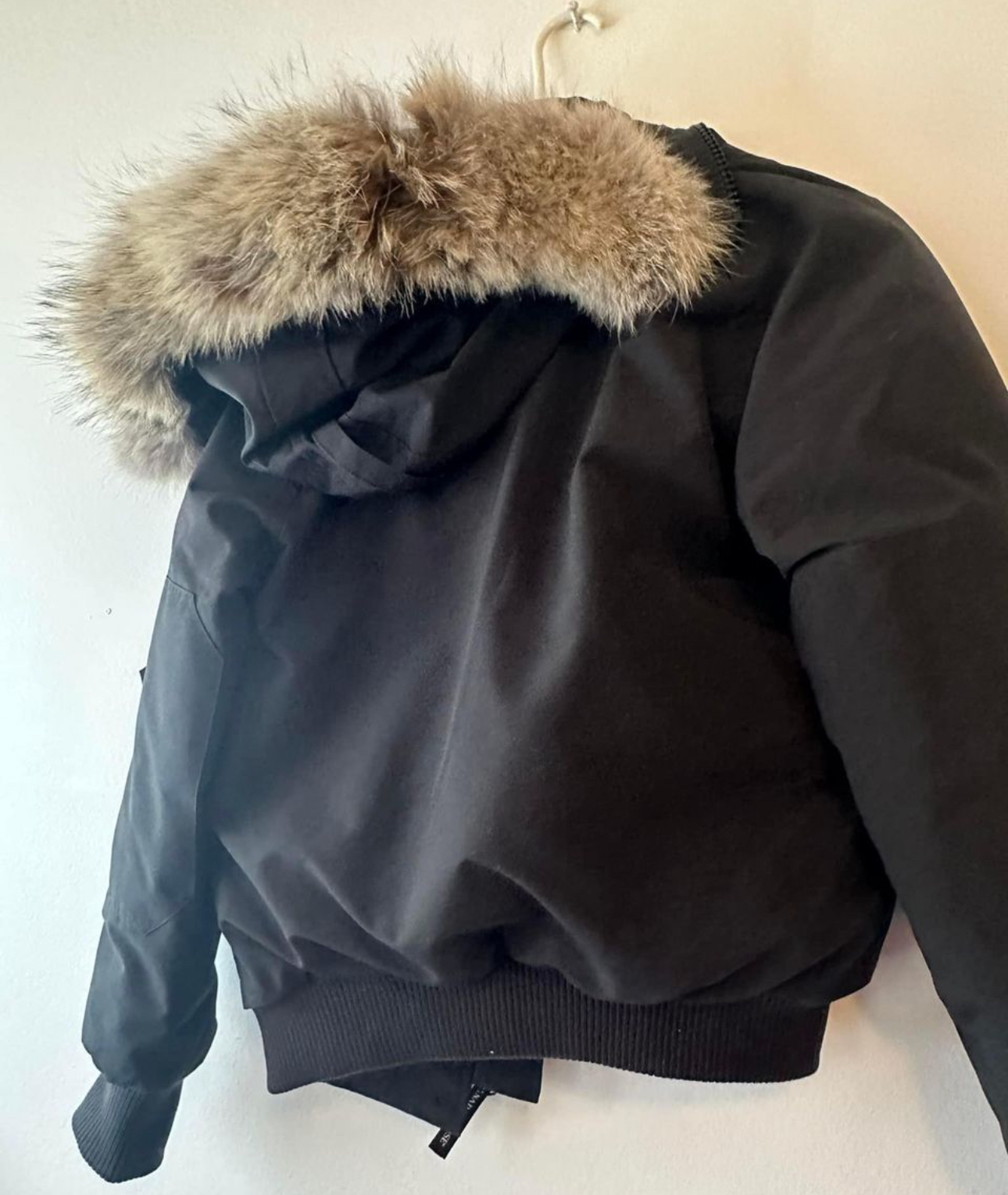 Canada goose