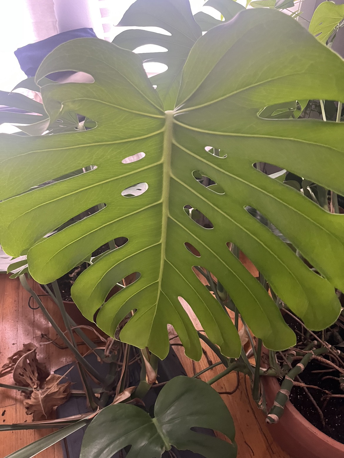 Monstera - photo 2