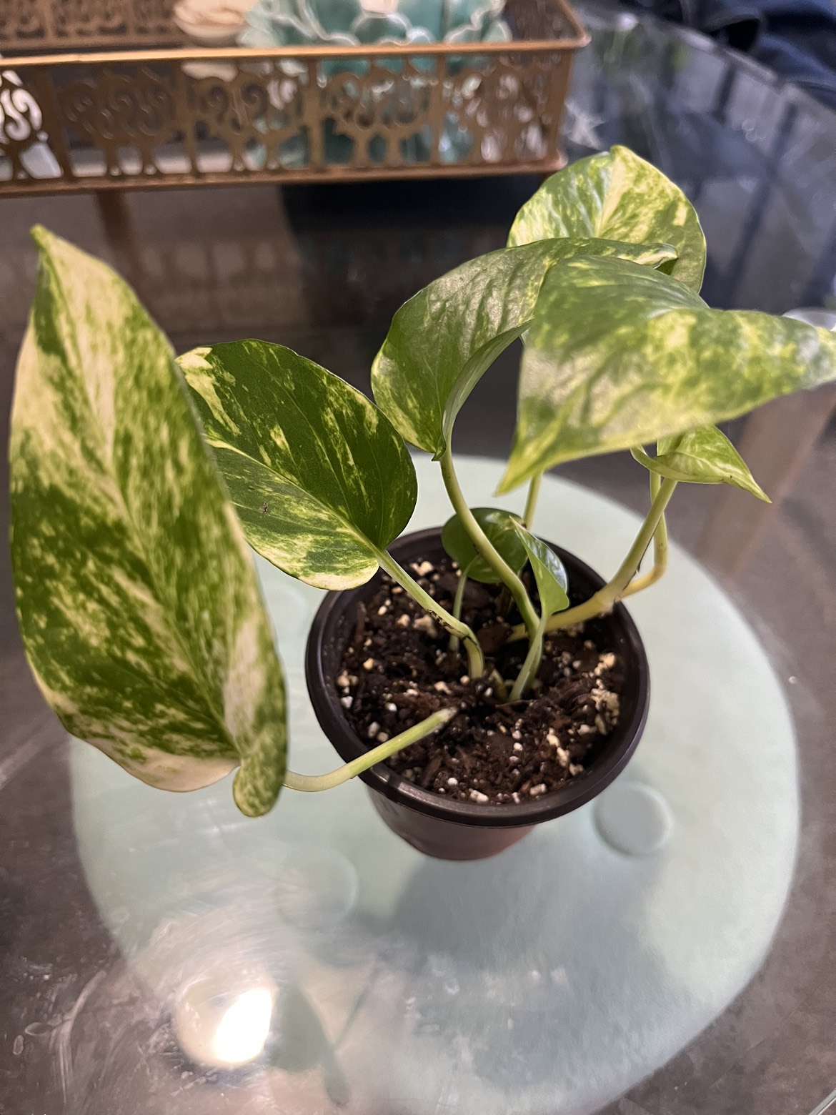 Golden pothos