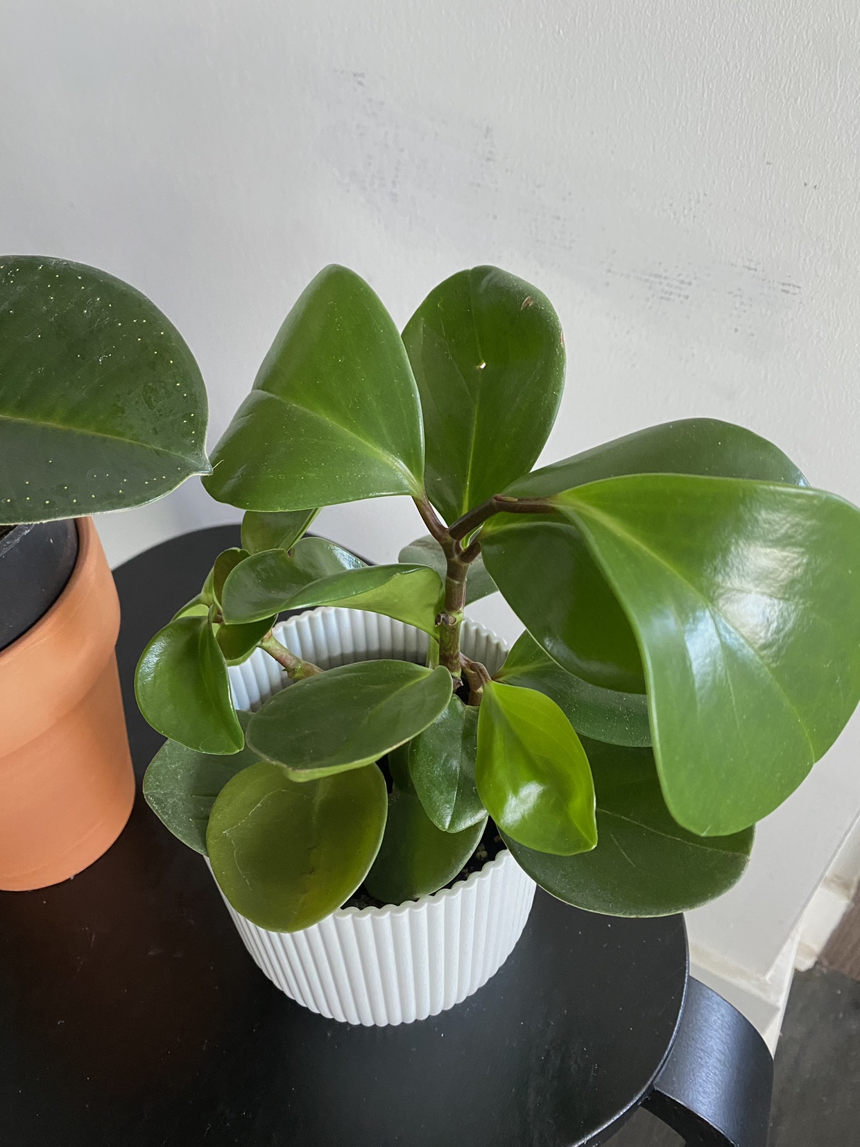 Plants Moving sale 🥕 - photo 2