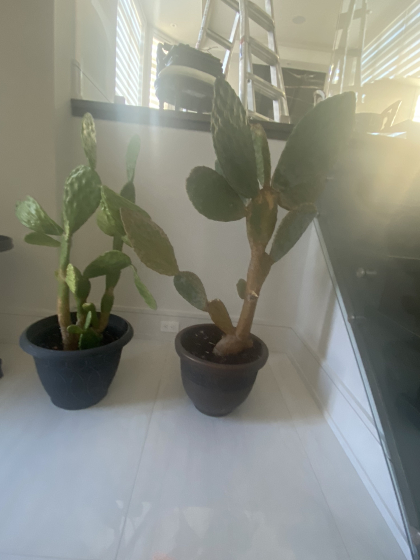 2XBeautiful cactus planter-Free image indicator(5)