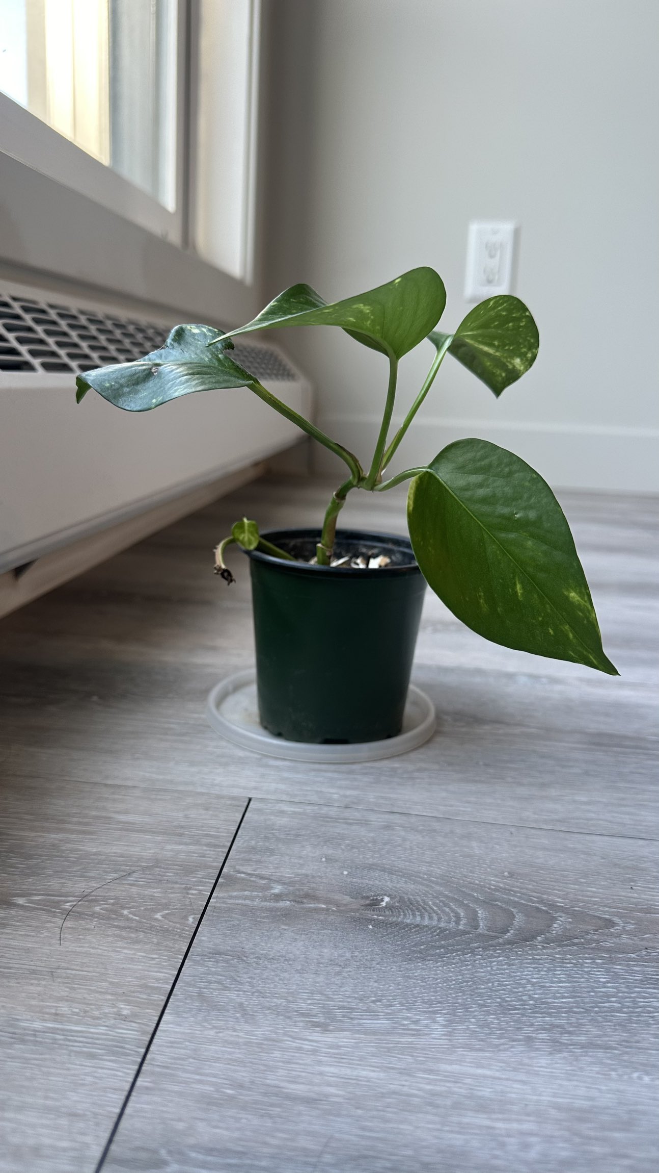 🧿 SPRING CLEANING SALE 🧿 Water Plant/ Pothos, $5