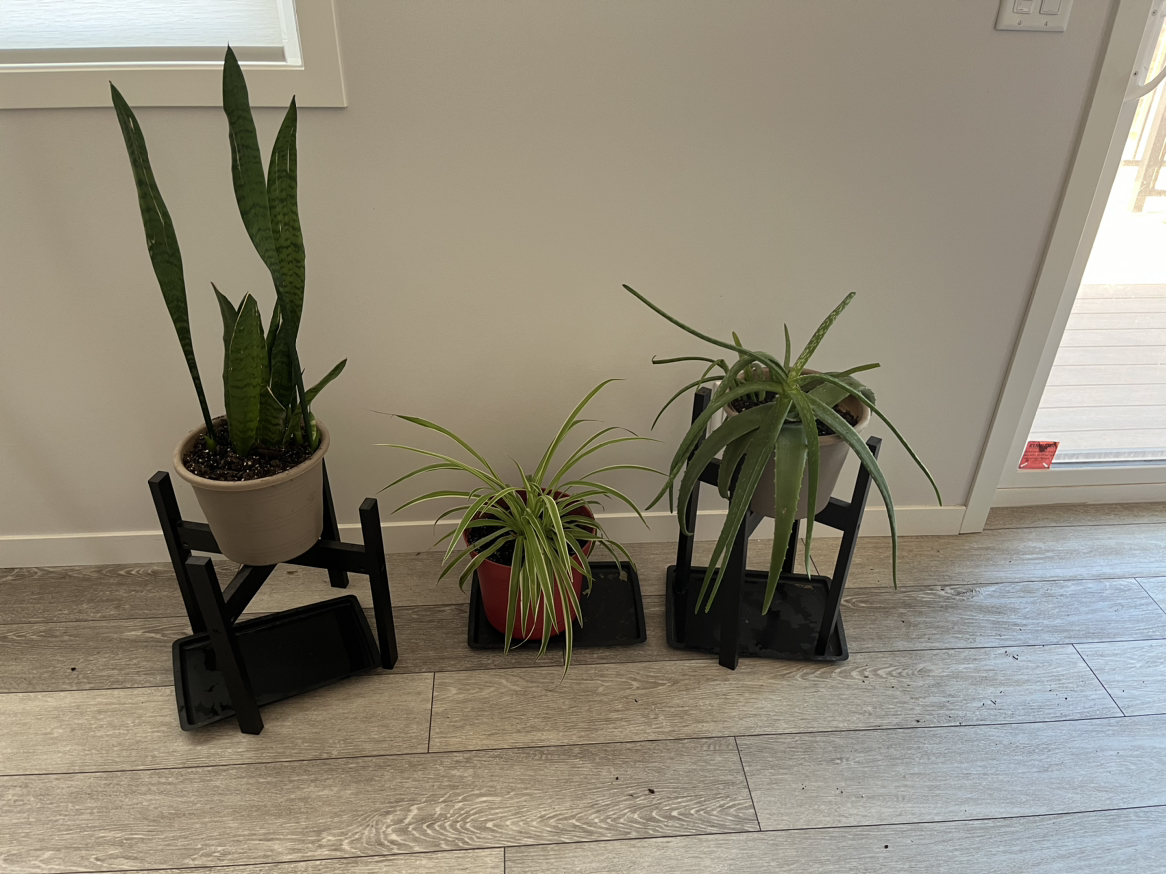 Plants with pots and stands🥕🥕🥕🥕