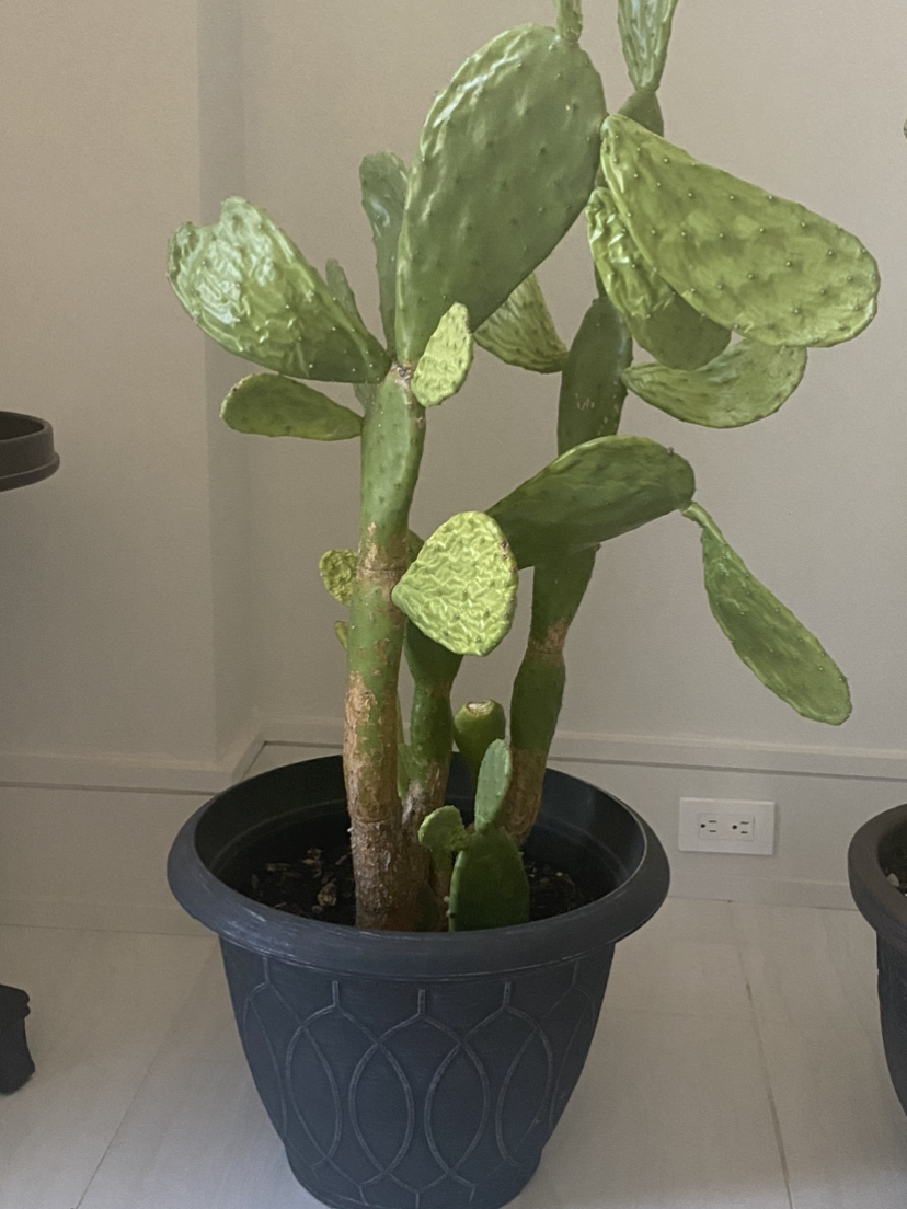 2XBeautiful cactus planter-Free image indicator(3)