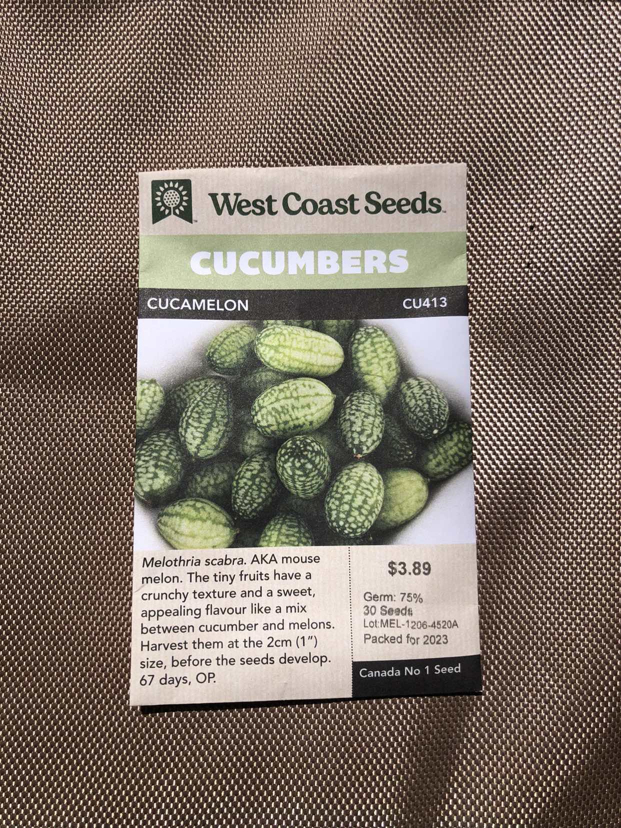 Cucamelon seedlings (open to trades) image indicator(5)