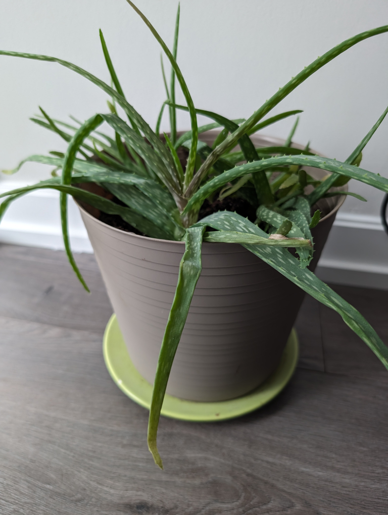 Aloe Plant