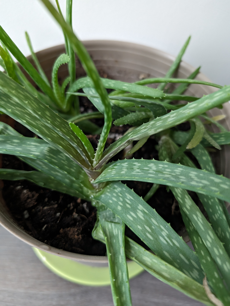 Aloe Plant - photo 2