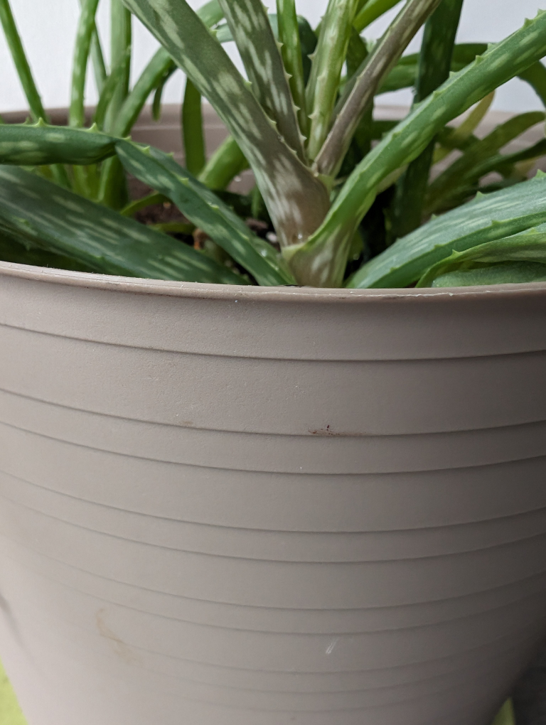 Aloe Plant - photo 3
