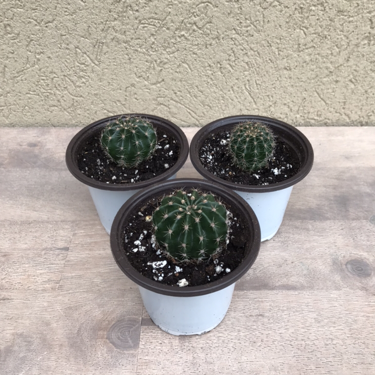 Cute cactus plants thumbnail