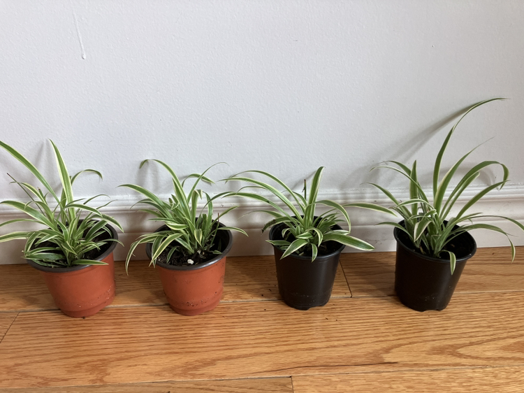 Spider baby plants thumbnail