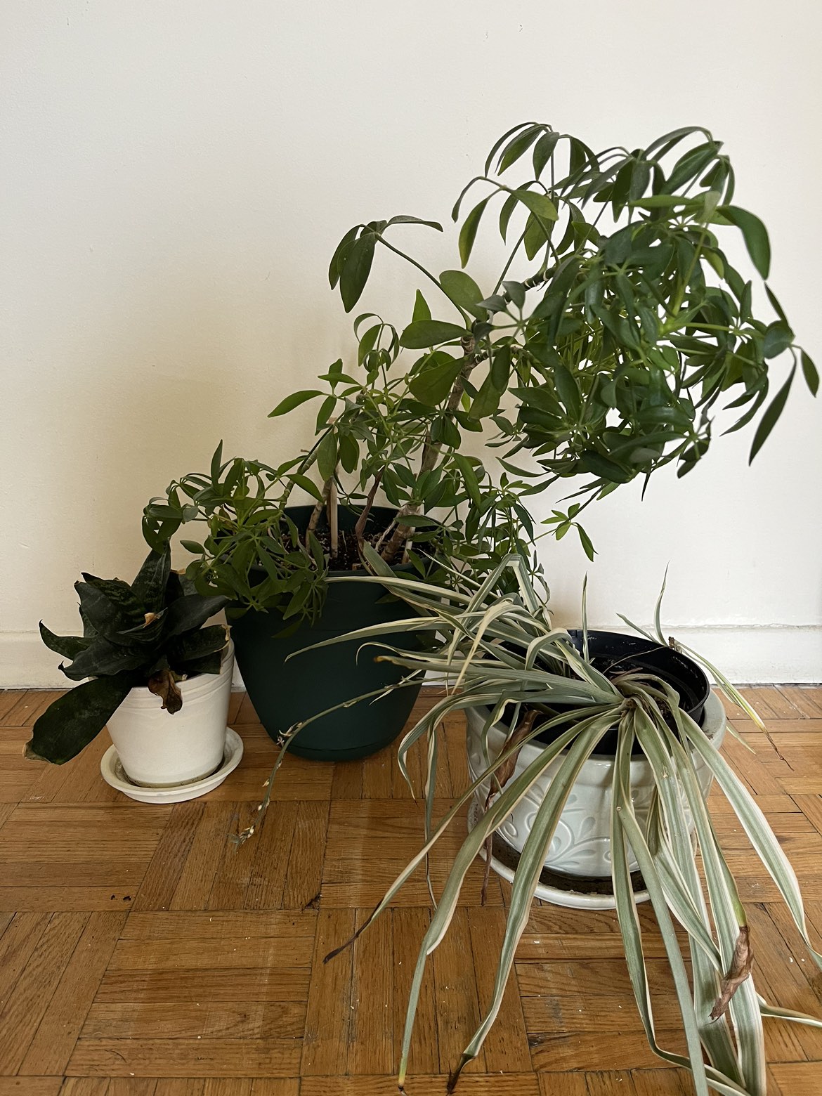 Plants (read description) - photo 5