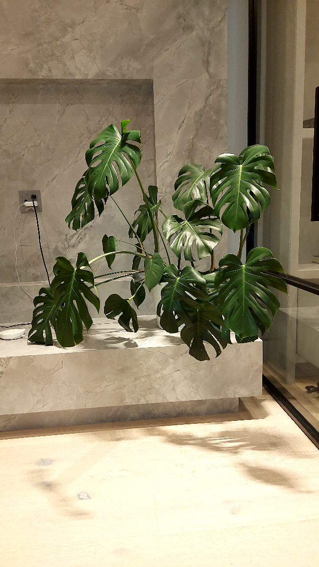 12 inch Monstera plant including white flower pot thumbnail