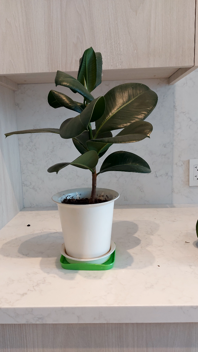 Rubber tree with a pot (6" diameter) thumbnail