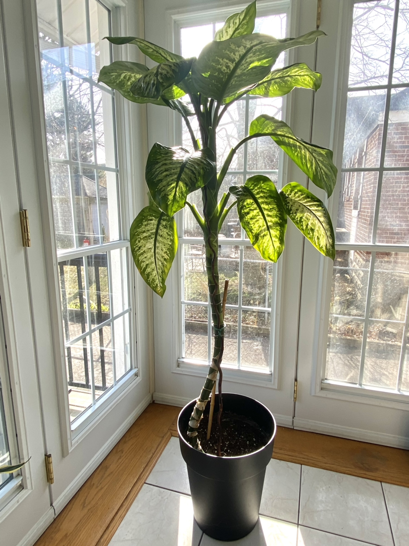 Dieffenbachia Seguine/ Dumbcane /  Tuftroot Indoor Plant (64”) thumbnail