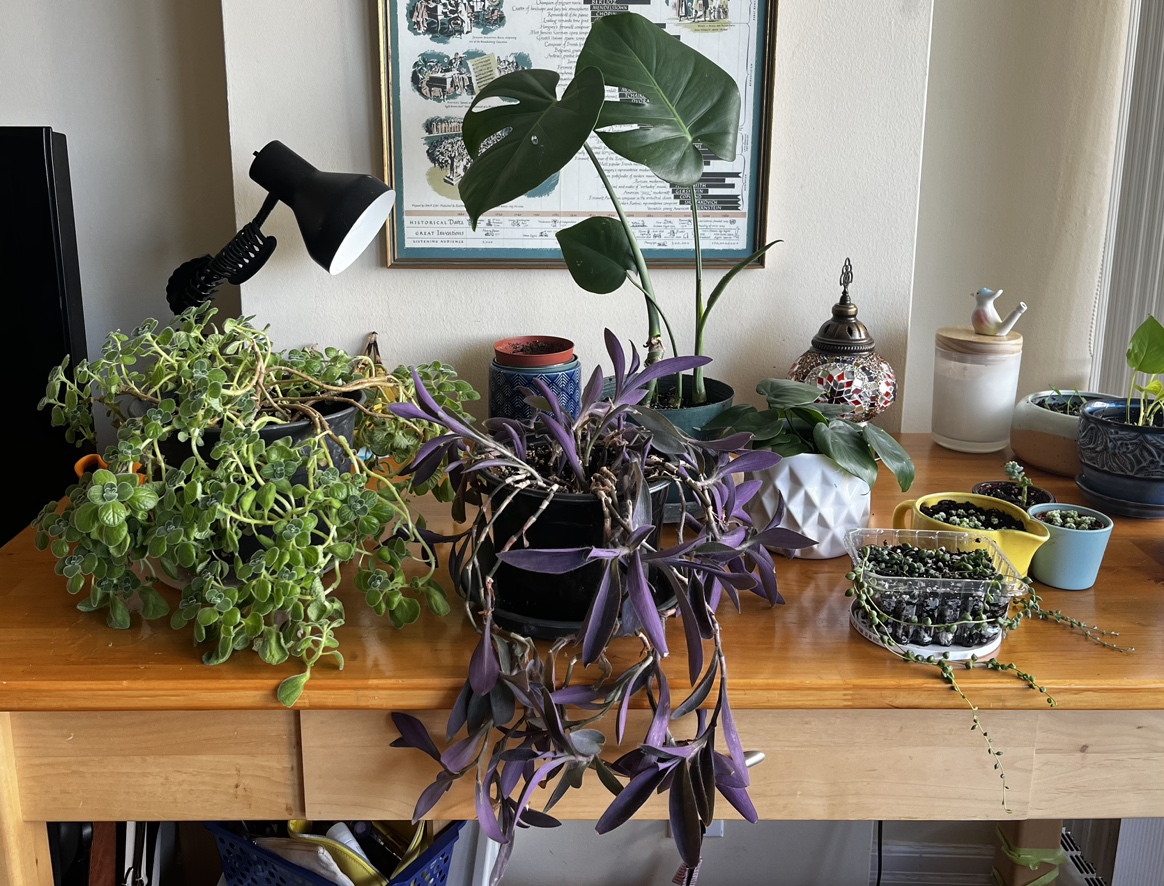 Plant purge $10 each or $40 for all 5