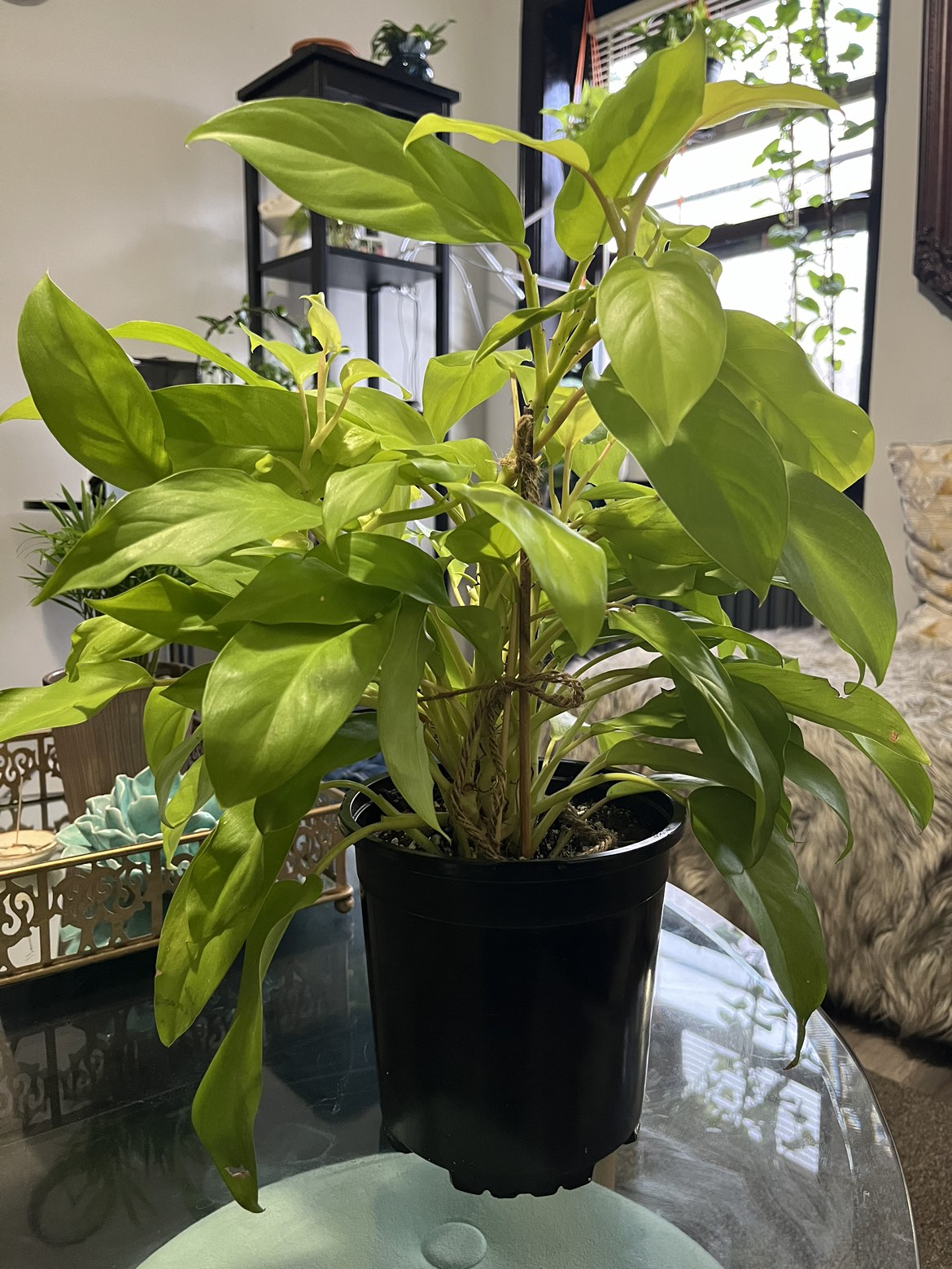 Philodendron Golden Goddess - photo 3