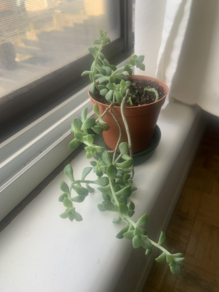 Succulent in a 2 inch pot.. not sure what kind 😀 thumbnail
