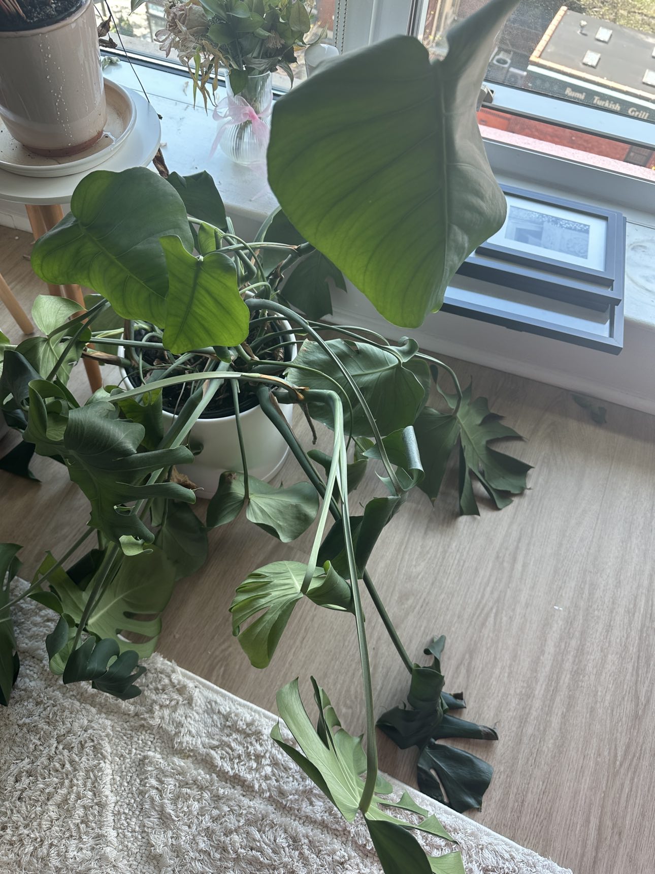 Plants + vase