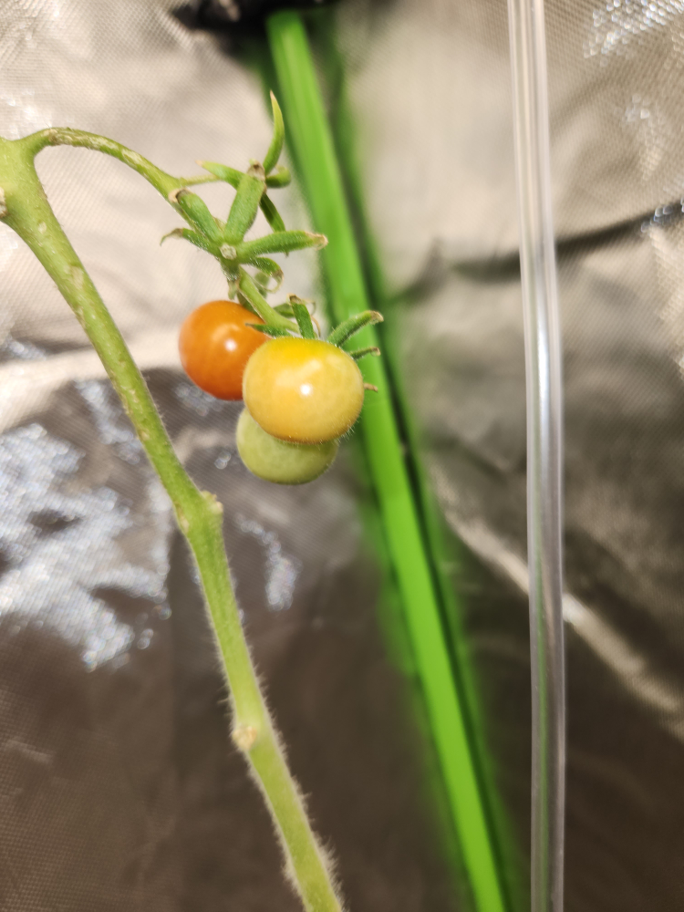 Sweet Cherry Tomatoe plants - photo 3