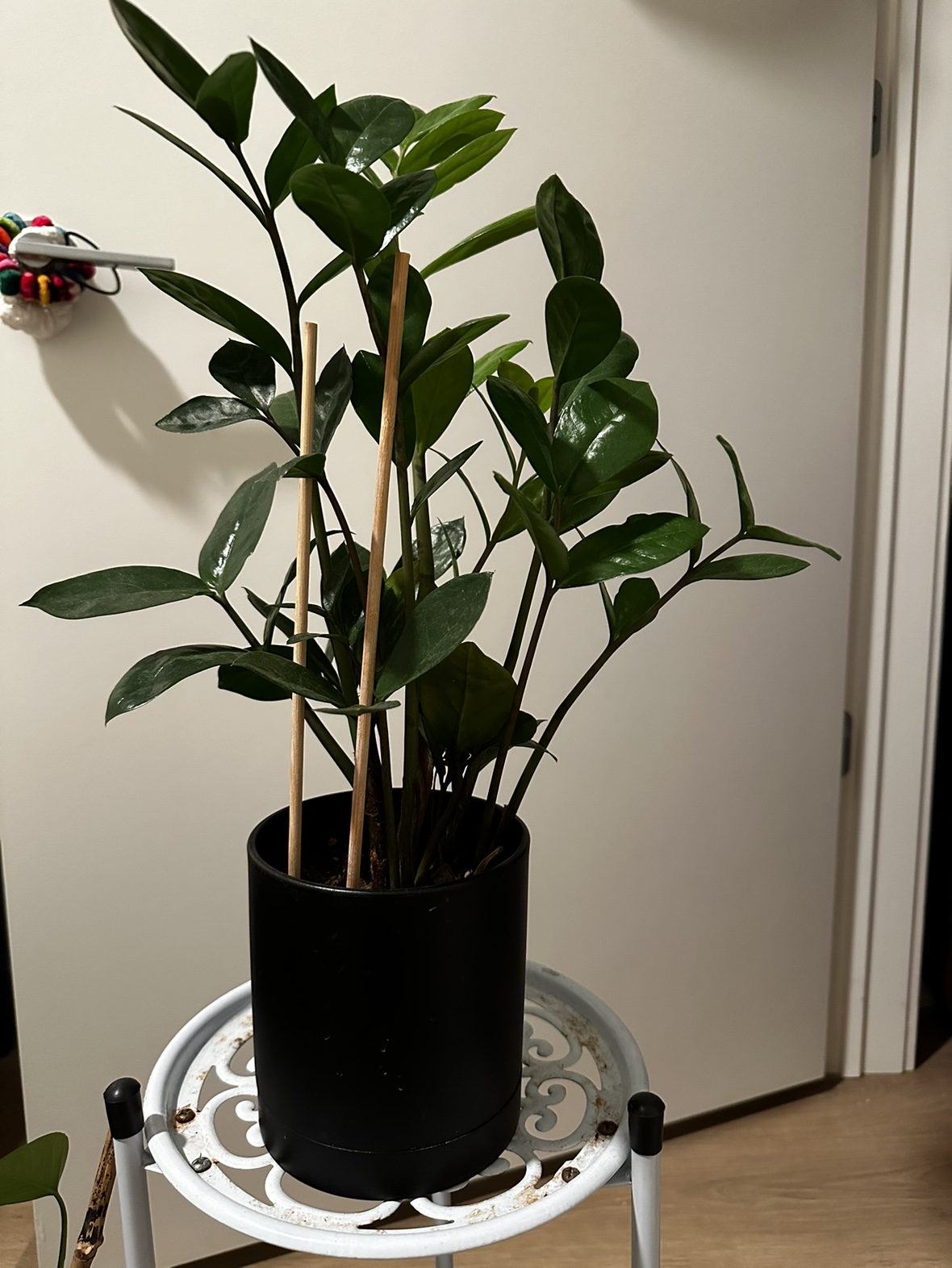 Live plants - photo 2