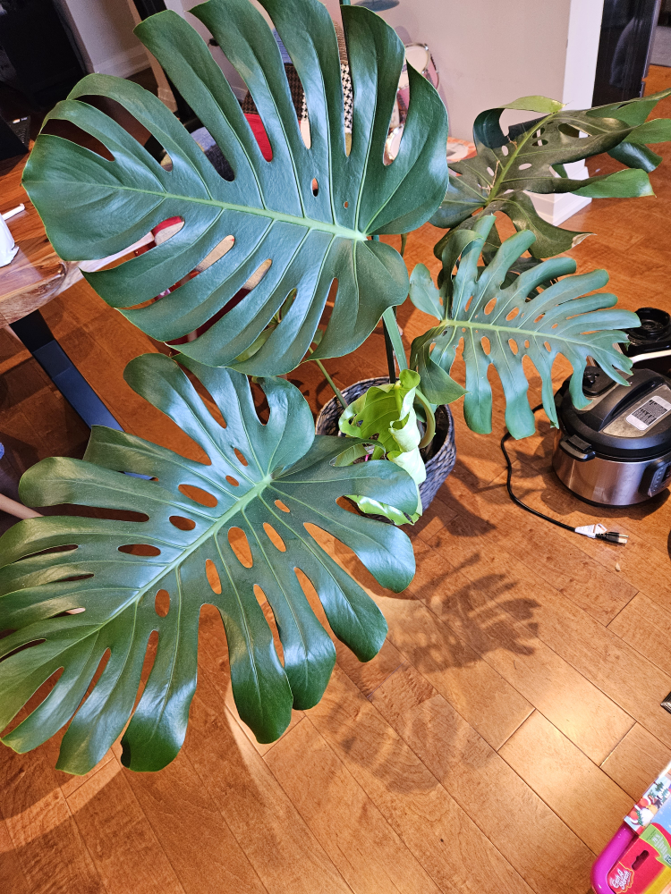 monstera