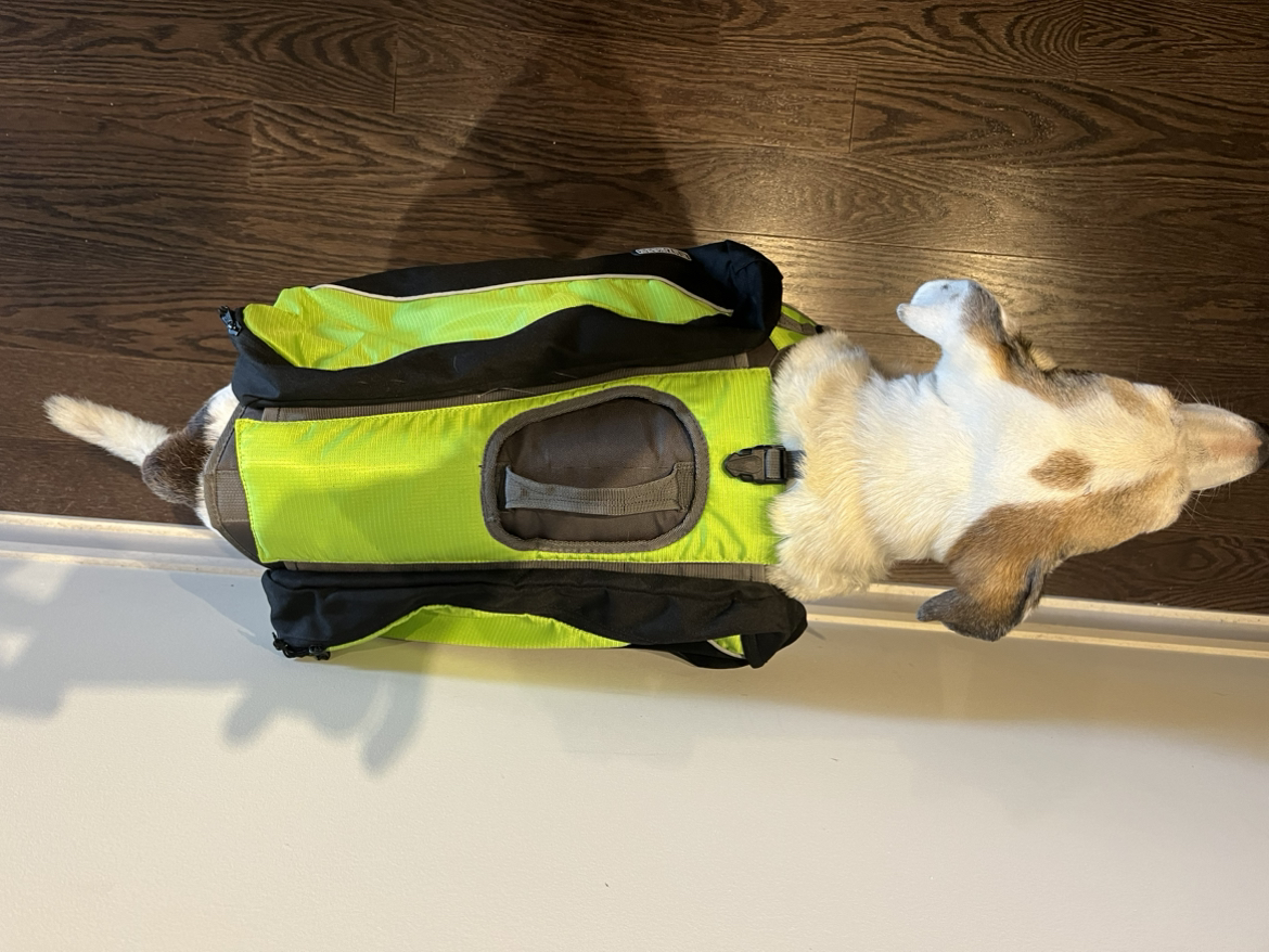 Dog backpack image indicator(4)