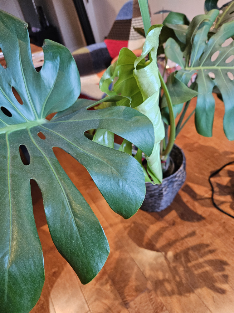 monstera - photo 2