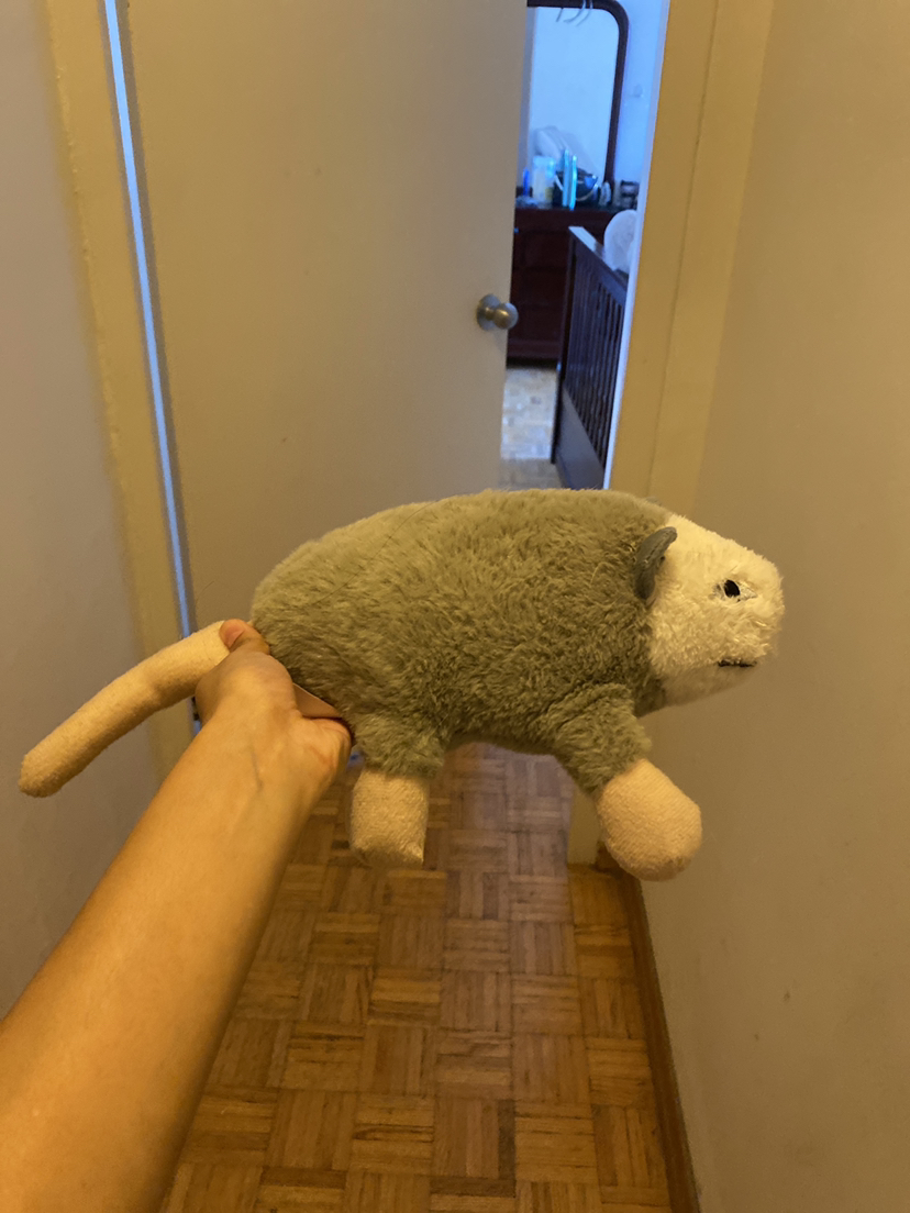 Free dog toy #freecycle thumbnail