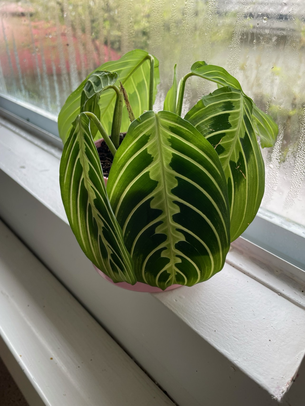 Plant❗️Reduced