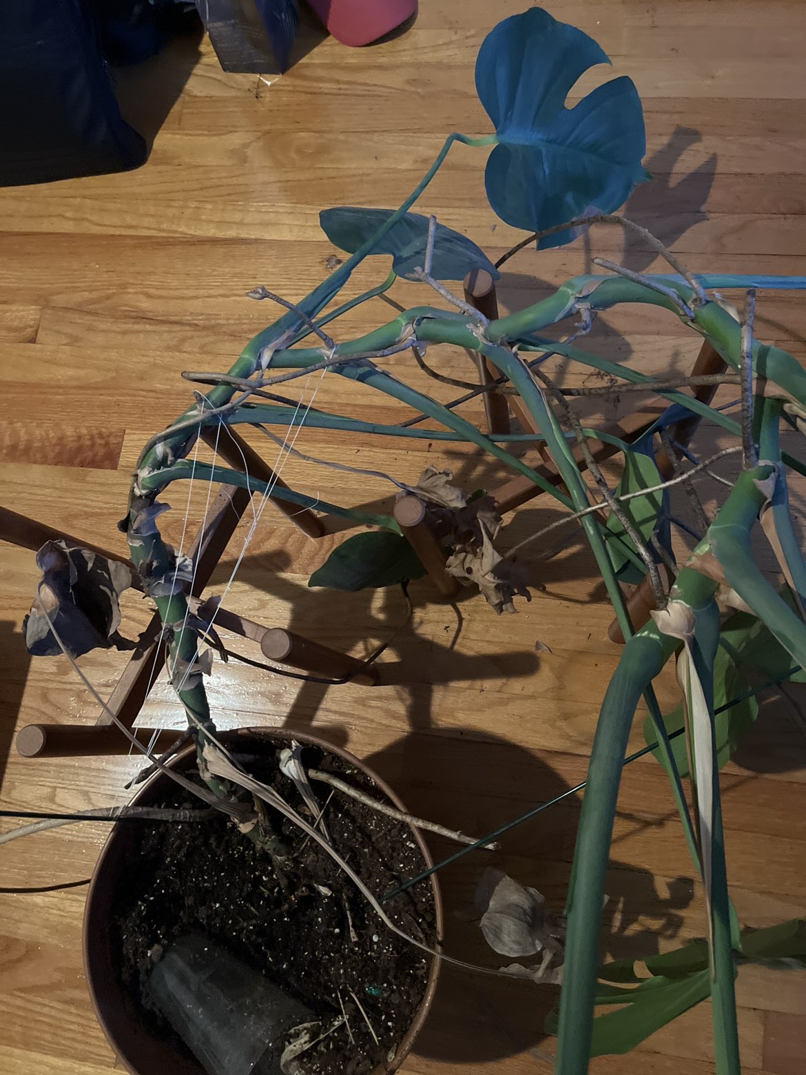 Huge Healthy Monstera - photo 3