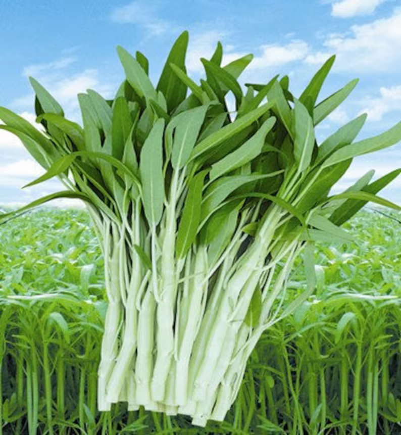 50 seeds Water Spinach Kangkong, Ong Choy, Chinese Water Spinach - photo 2
