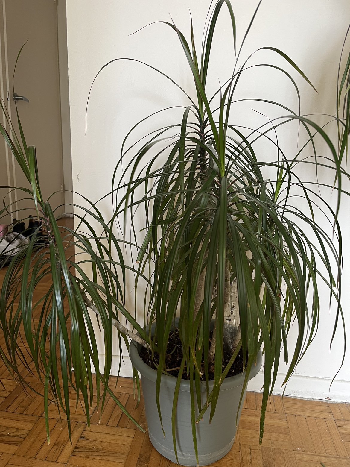 Plants (read description) - photo 2