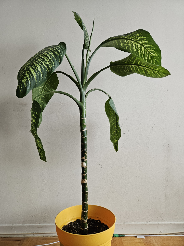 Dieffenbachia (dumbcane) plant (145 cm)