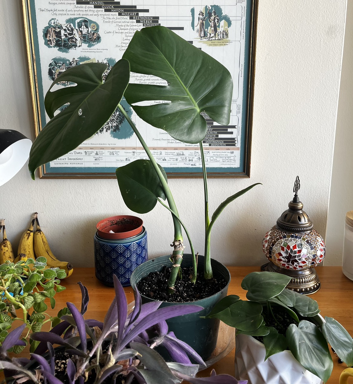 Plant purge $10 each or $40 for all 5 - photo 5