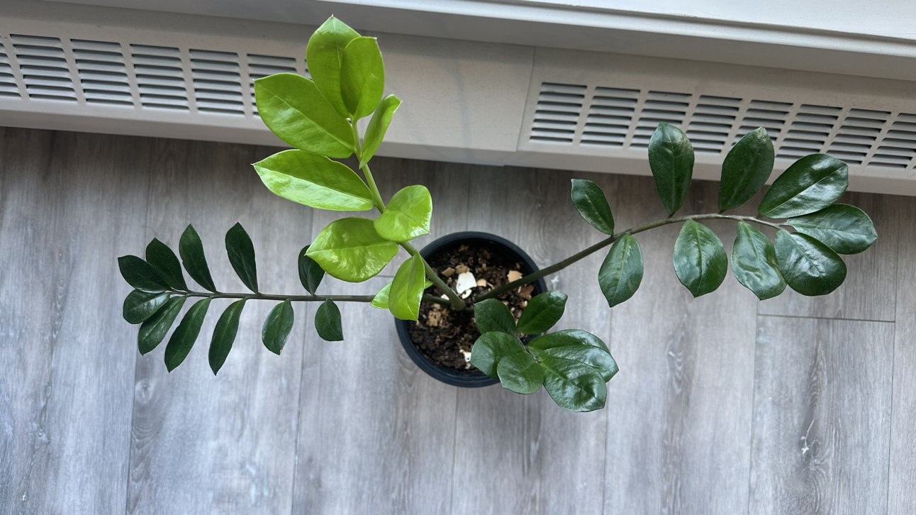 🧿 SPRING CLEANING SALE 🧿 Zanzibar Gem/ ZZ Plant, $25 - photo 2
