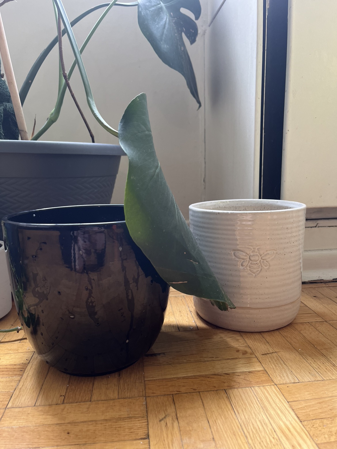 Plants and pots - photo 3