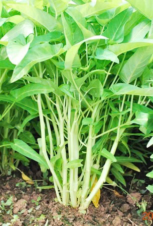 50 seeds Water Spinach Kangkong, Ong Choy, Chinese Water Spinach image indicator(3)