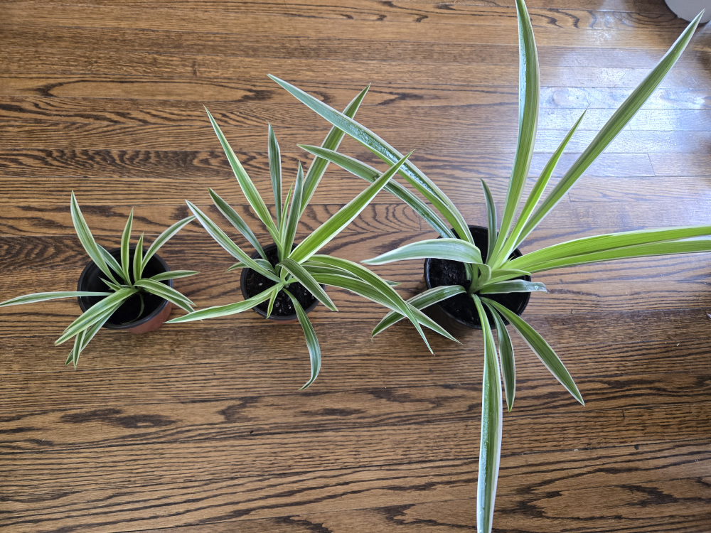 Spider plants image indicator(4)