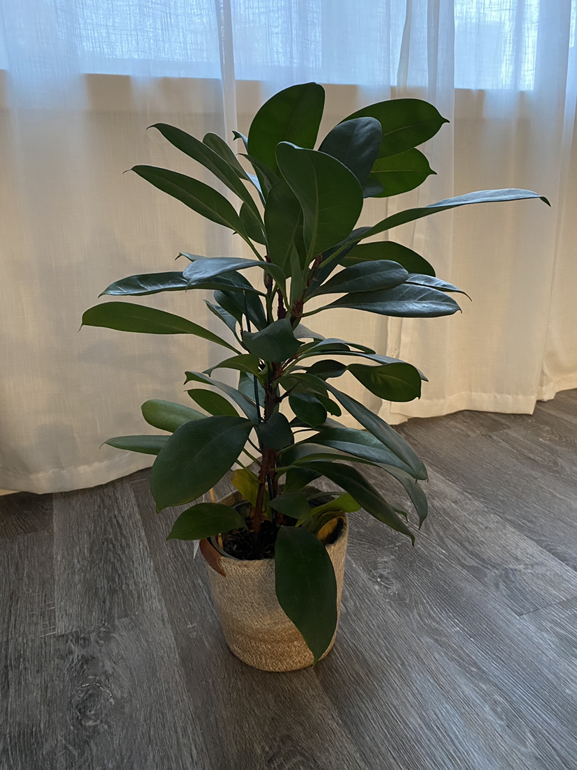 Living Plant: Ficus Cyathistipula