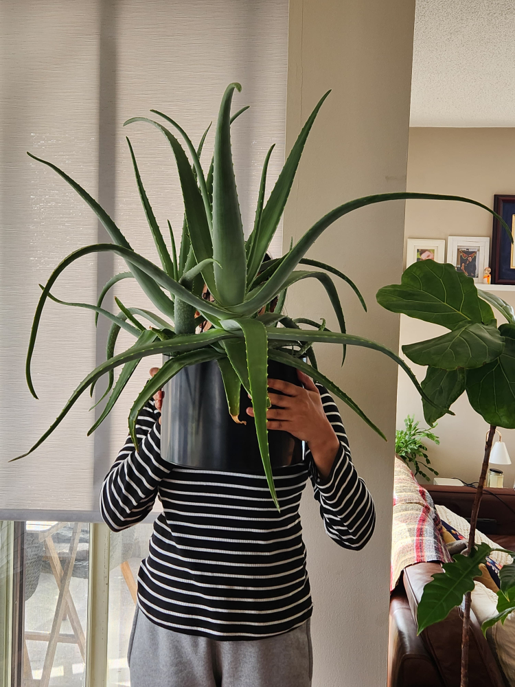 Large Aloe Plant image indicator(4)