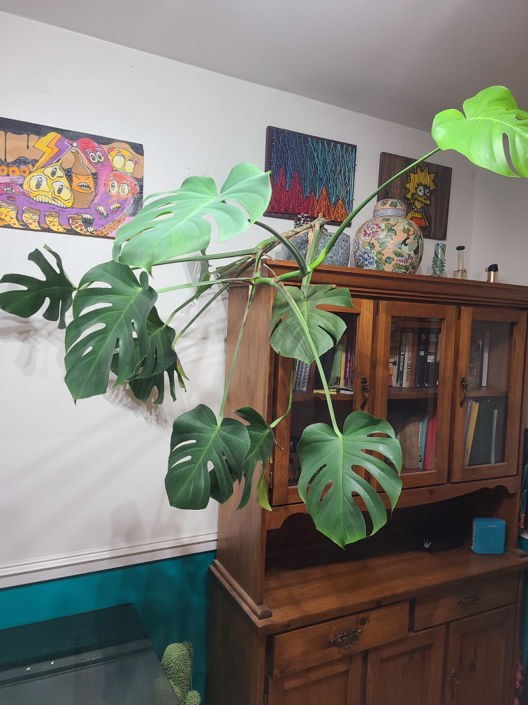 plant