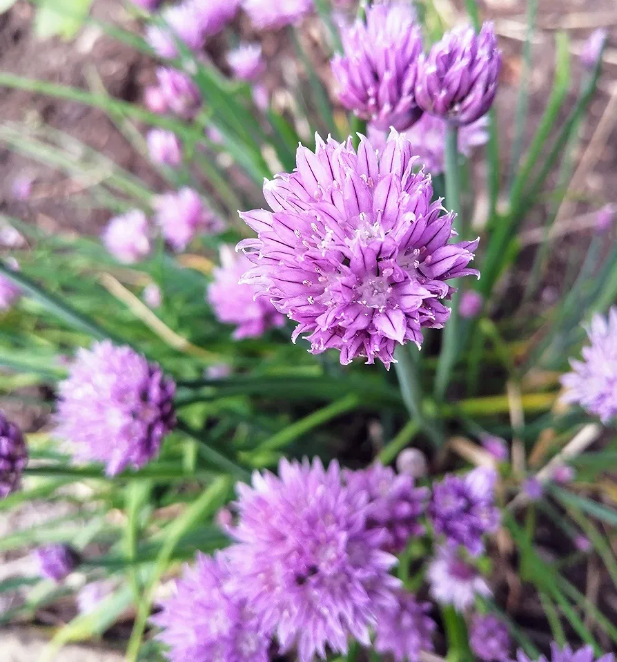 Purple Flower Chives/ Onion chives. - photo 2
