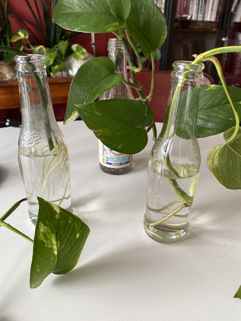 3 POTHOS PROPAGATIONS image indicator(2)