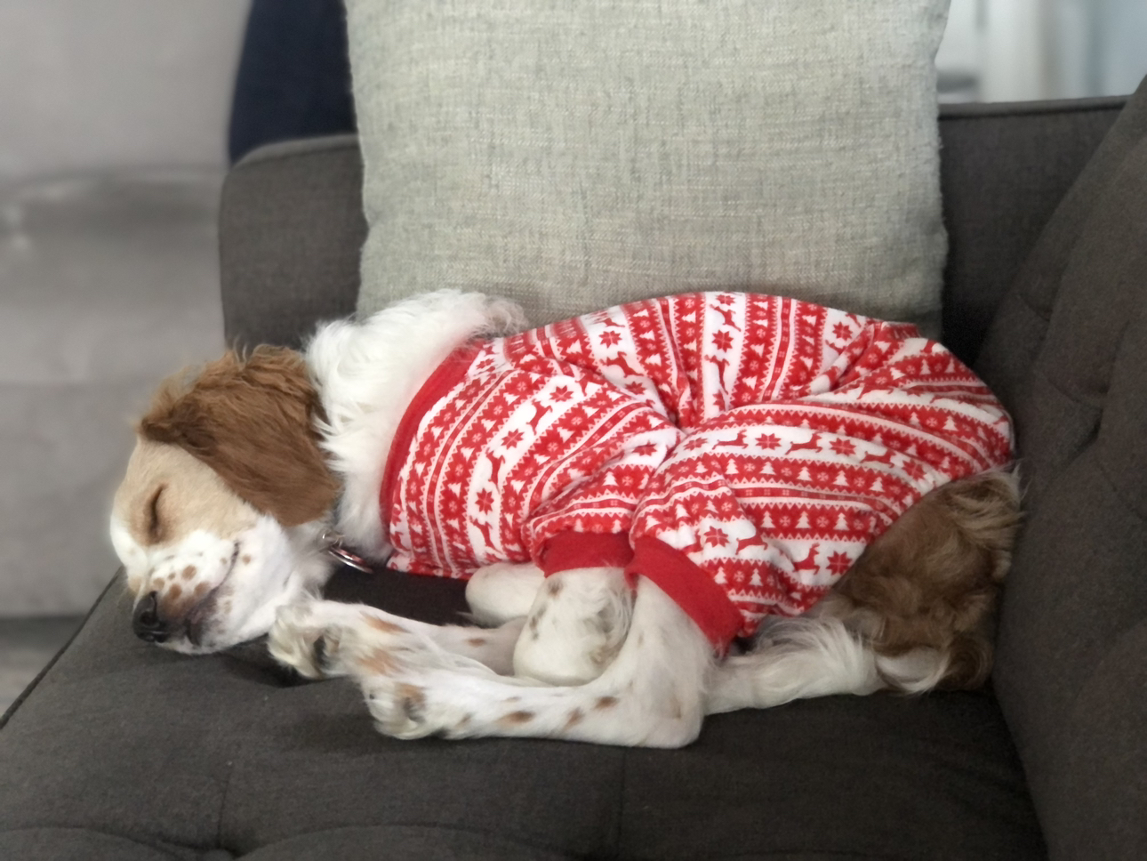 Dog Christmas outfits/pajamas - photo 3