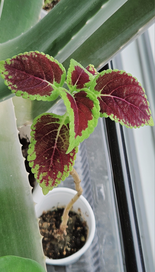 Coleus - Medium Sized thumbnail