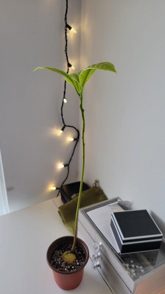 Avocado Plant 🌿🪴 image indicator(2)