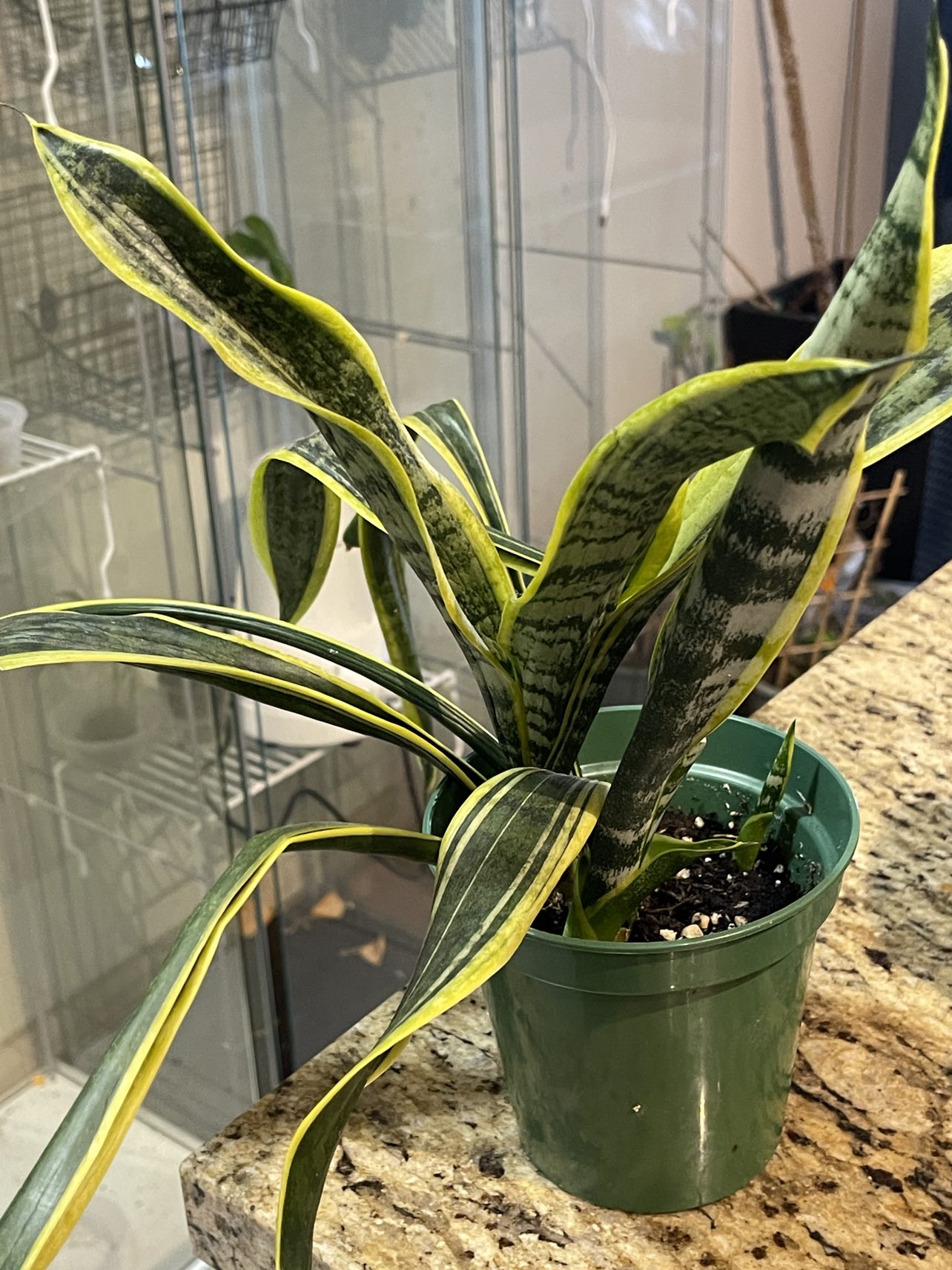 Snake Plant thumbnail