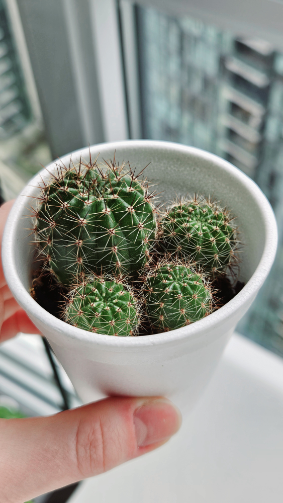 4 Small Barrel Cacti thumbnail